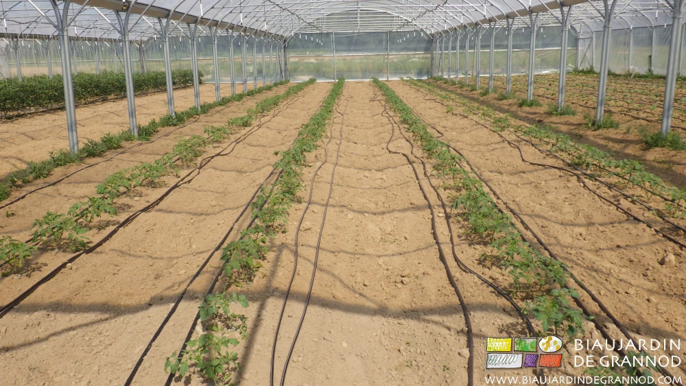 Photo de tomate plantées avec 4 lignes de goutte à goutte par rang sur terrain nu qui sera biné