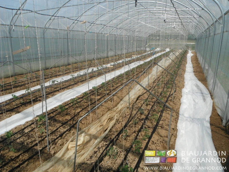 Photo d’un tunnel de tomate récemment plantées, sur sol biné