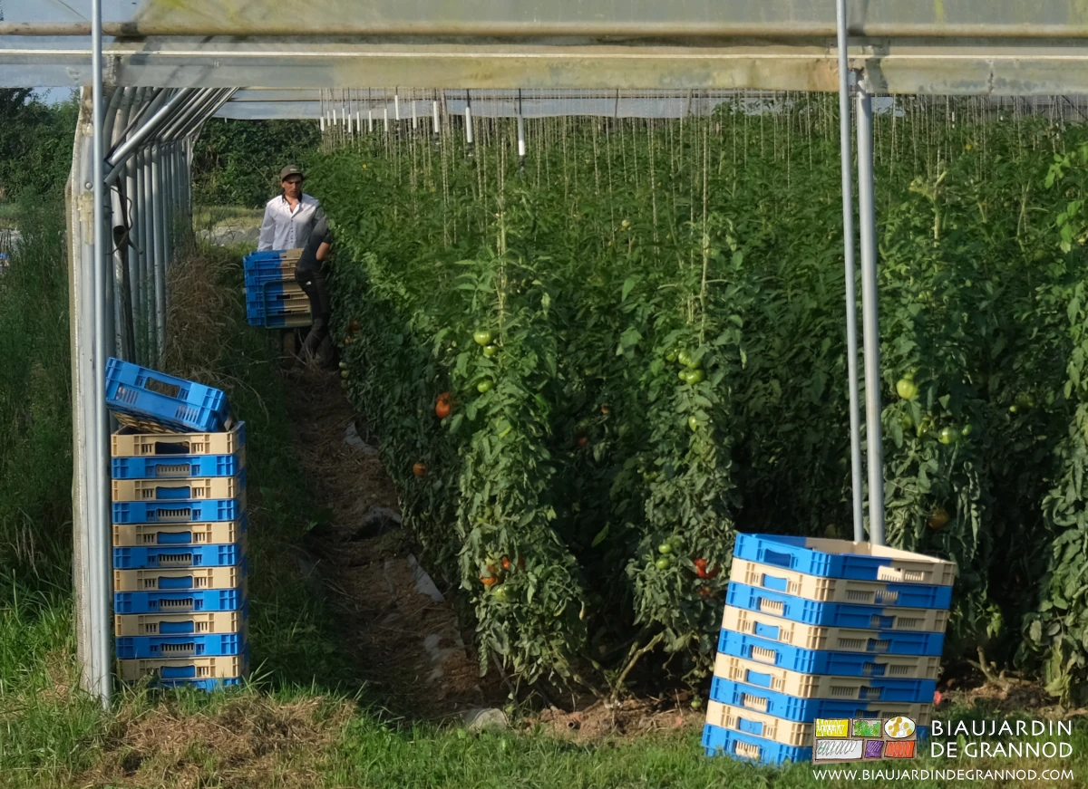 Photo de récolte de tomate en binôme