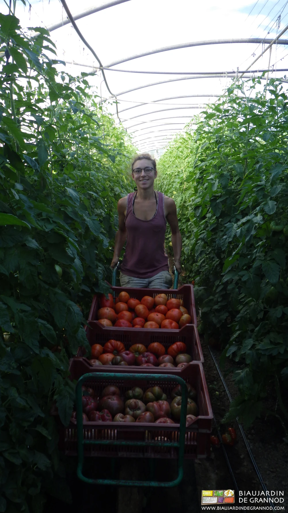 Photo de la récolte paritaire de tomate Charline avec une brouette, c’est physique !