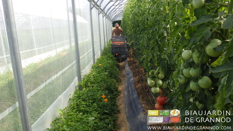 Photo Matthieu à la récolte de tomate avec une brouette, c’est physique !