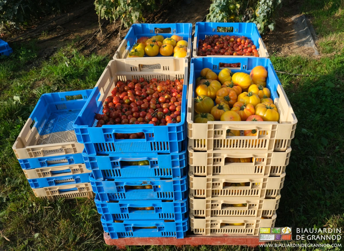 photo d'une palette de caisses de tomates de toutes couleurs