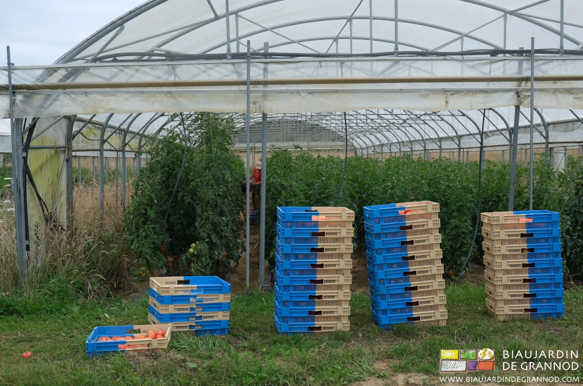 photo des caisses de tomate qui s'empilent peu à peu en bout du tunnel