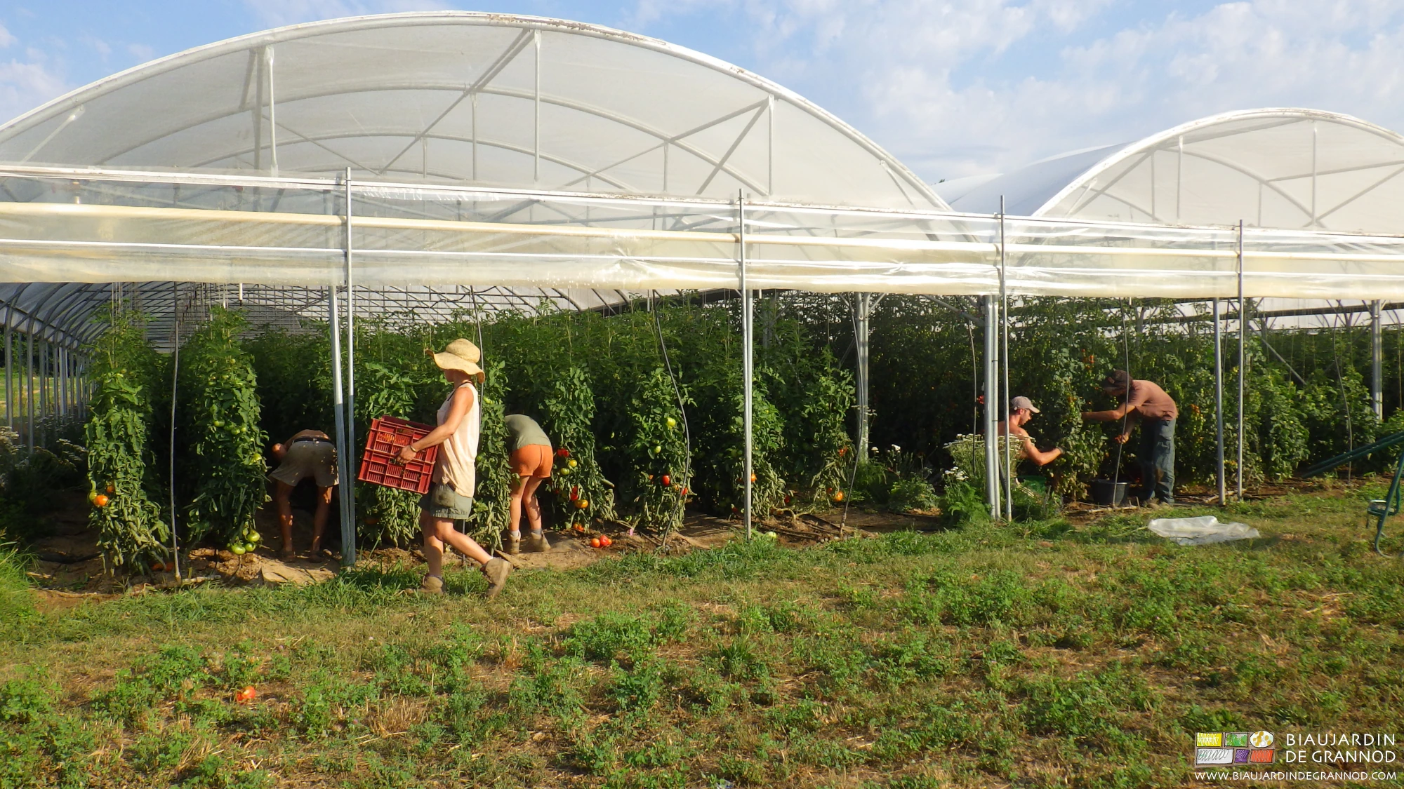 Photo de toute l’équipe mobilisée pour la récolte de tomate dans le quadri-tunnel