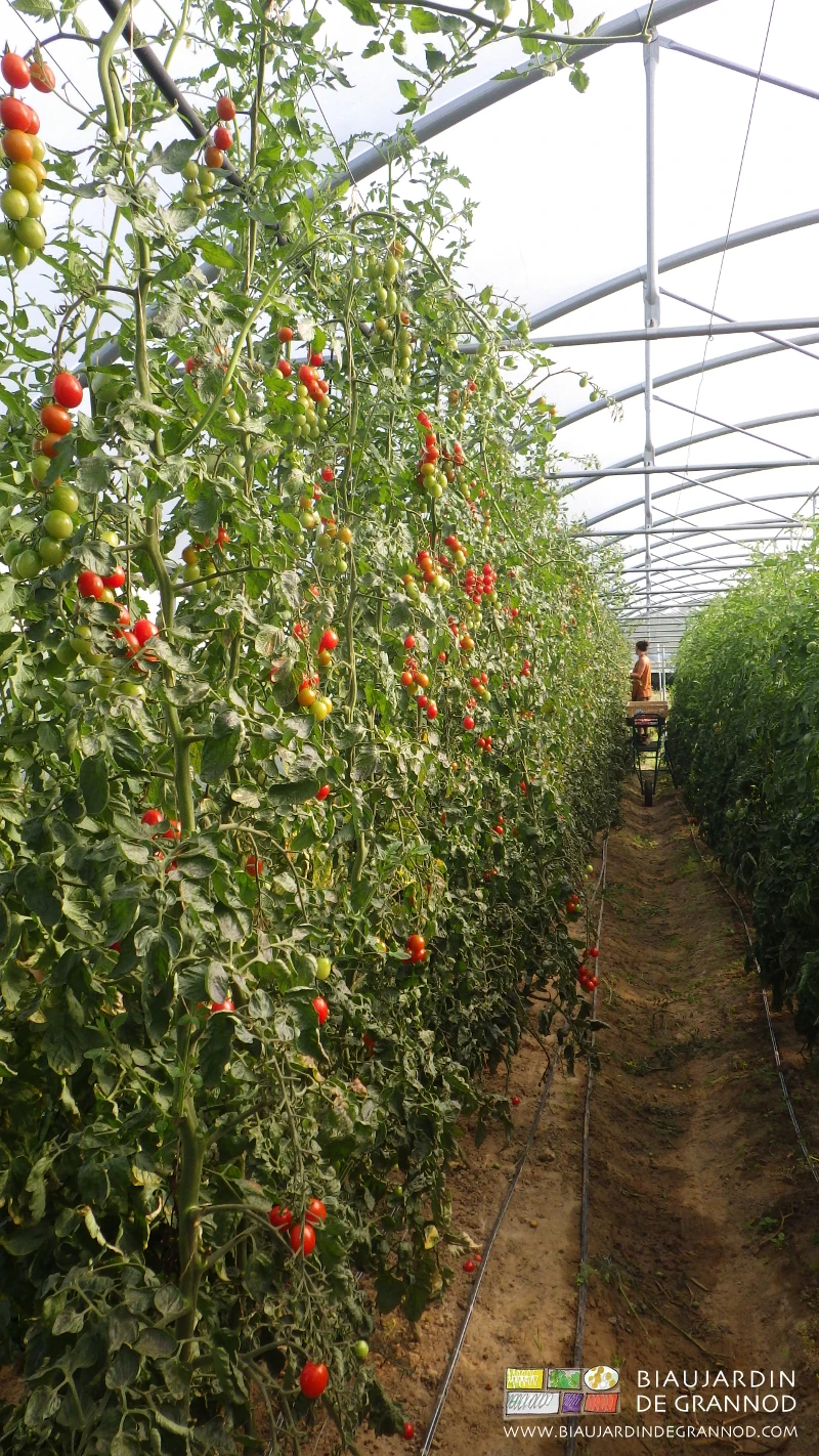 photo de récolte de tomate en hauteur avec la brouette escabeau