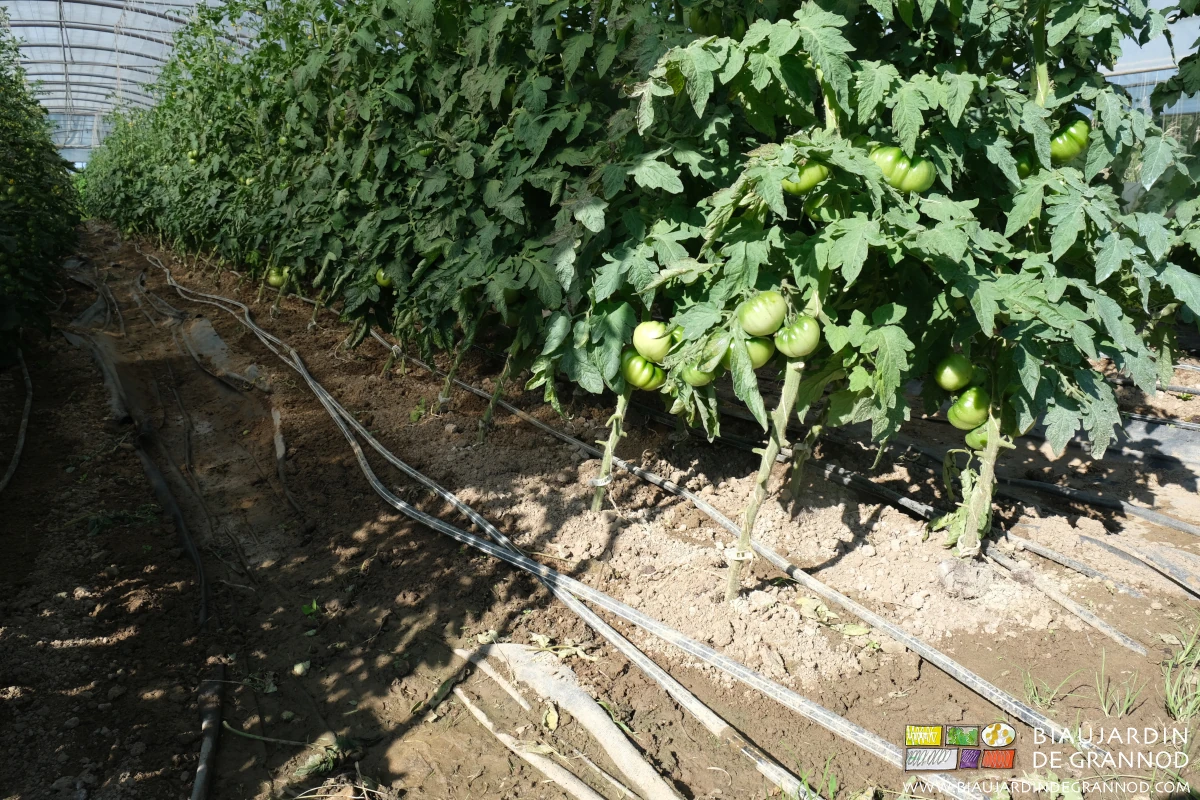 Photo d’une planche de tomate effeuillée pour aérer mieux le pied