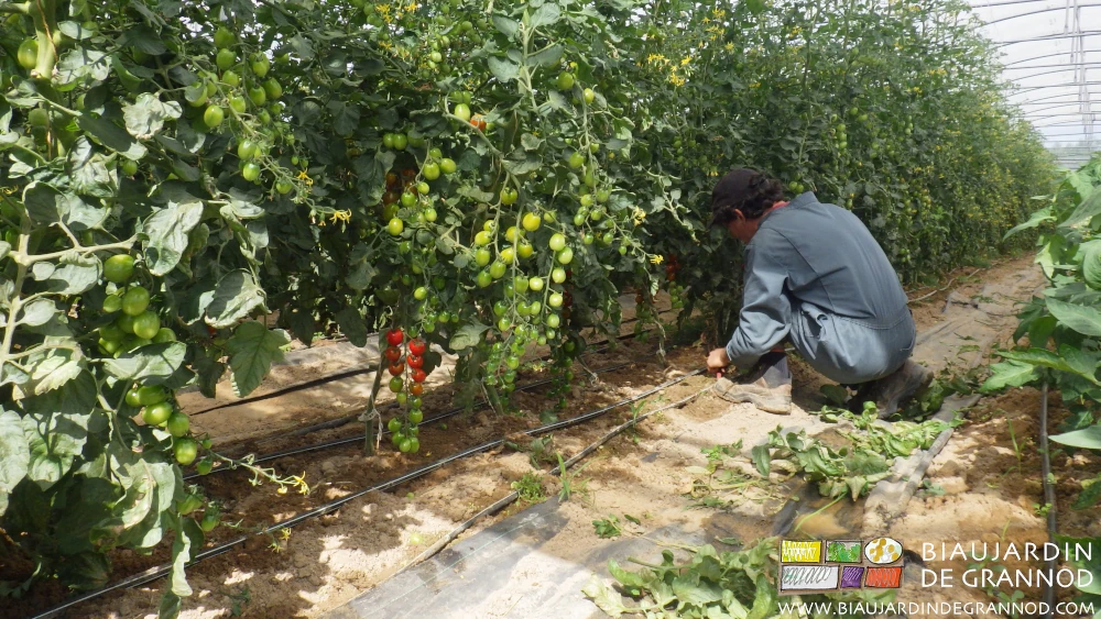 Photo de Vivien à l’effeuillage du bas des tomates pour améliorer l’aération