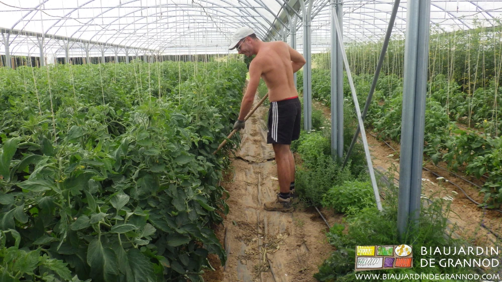 Photo d’un binage de tomate en cours, avec le sourire de Julien !