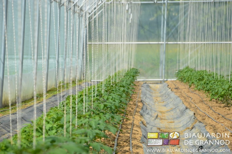 Photo d’une planche de tomate ramée sur de la ficelle biodégradable