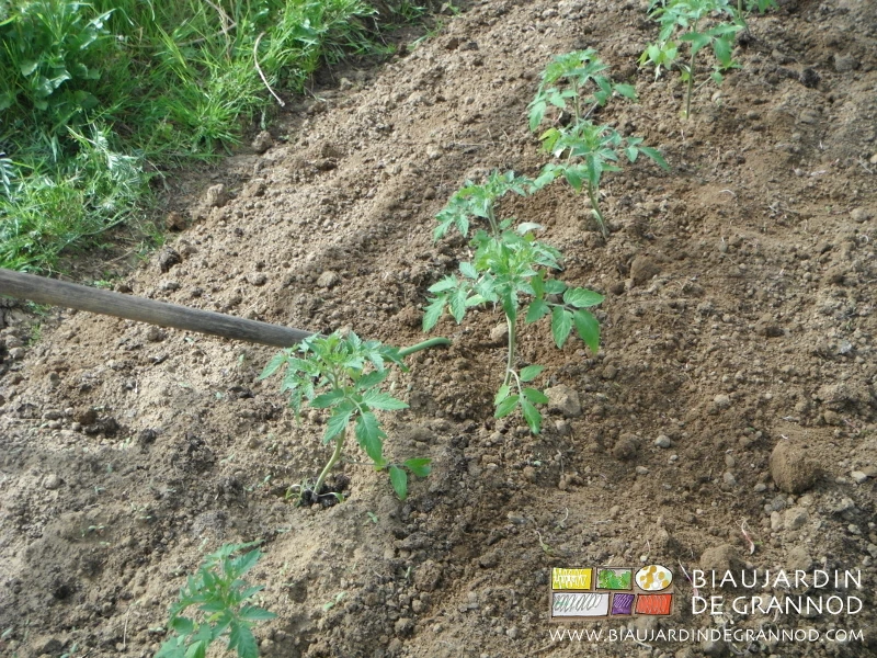 Photo du binage manuel d’un tunnel de tomate avec une rapette 