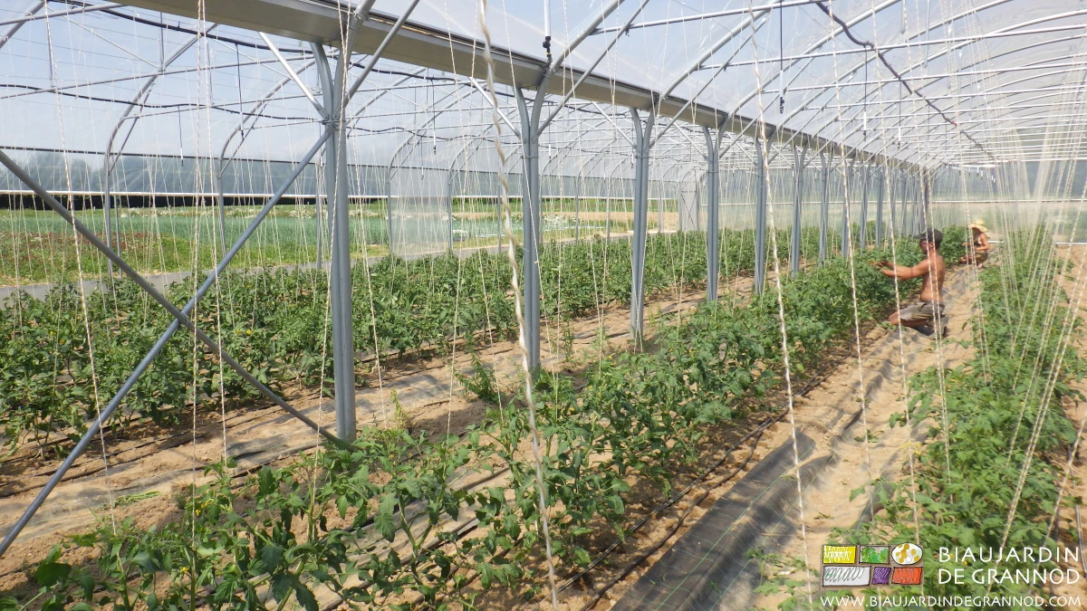 Photo de l'équipe à la taille des tomates, activité qui demande un suivi très régulier