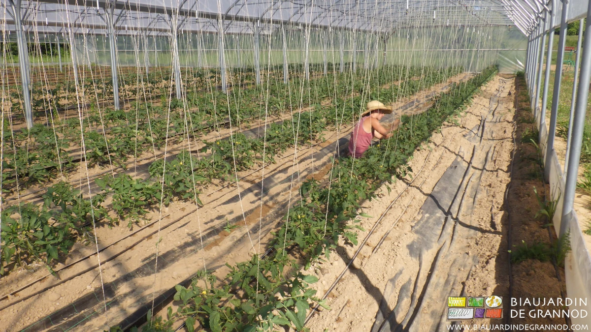 Photo de Charline à la taille d’entretien des tomates