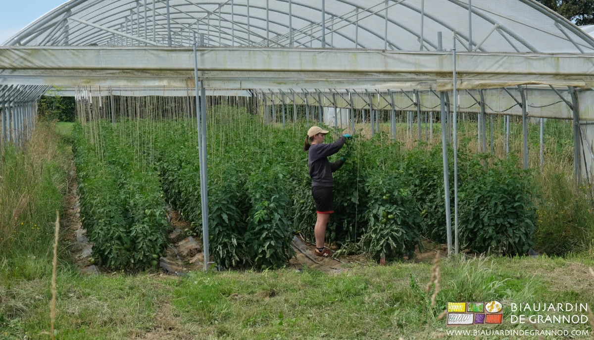 Photo de la continuité de la taille d’entretien des tomates par Kim