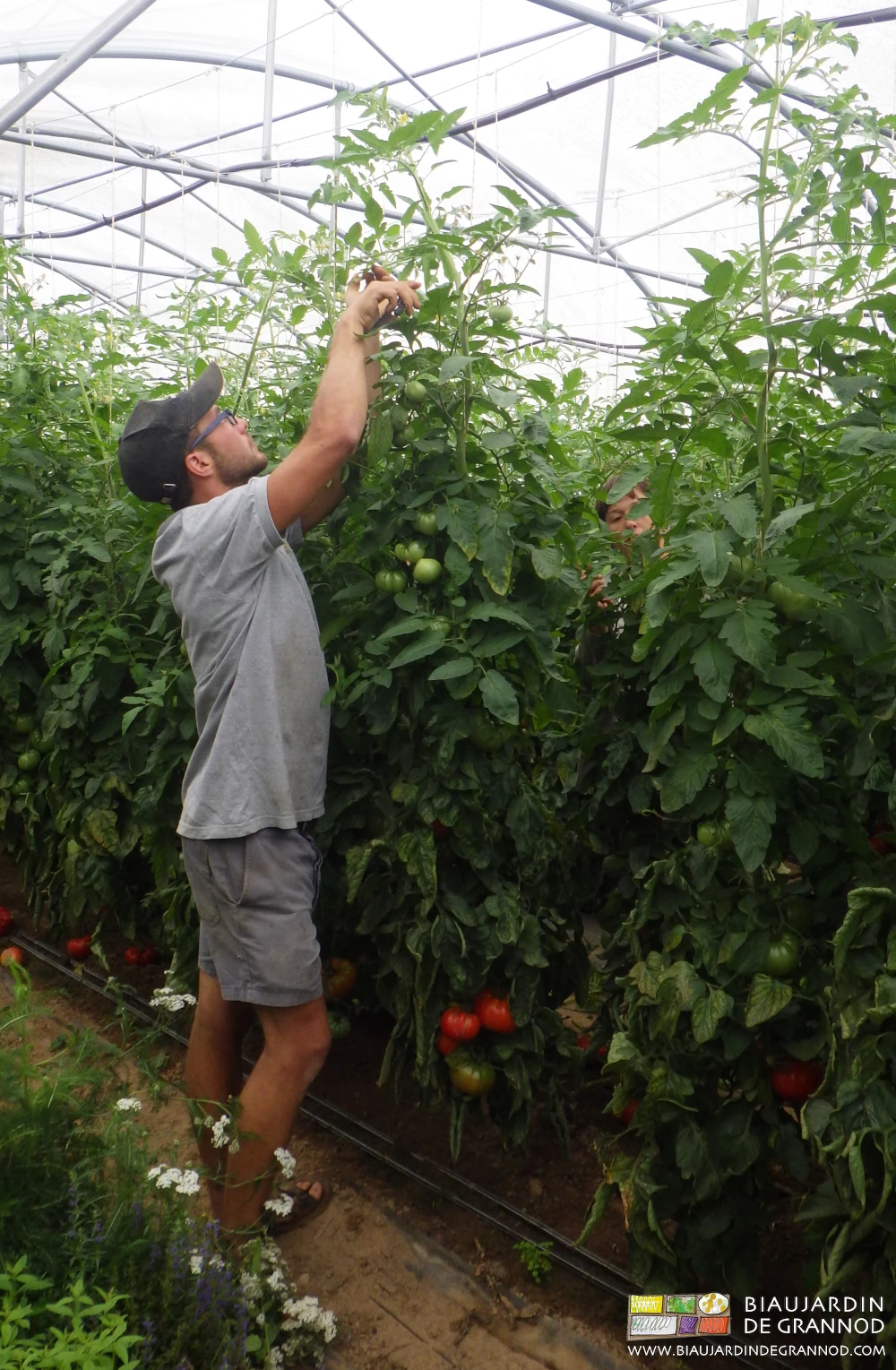photo de Matthieu taillant les tomates hautes, bras tendus