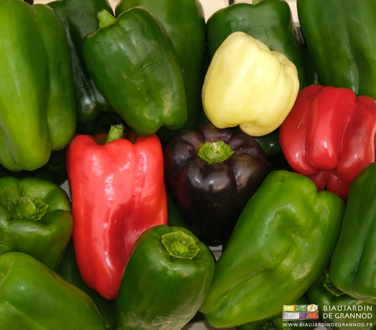 photo de cagette de poivron vert, rouge,noir, blanc