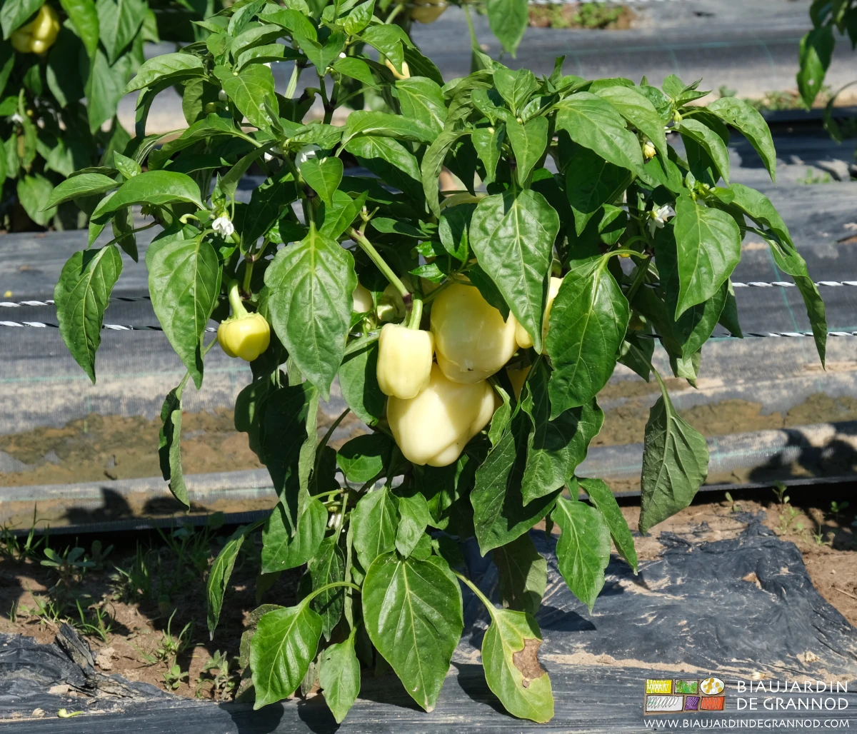 photo de poivron blanc cultivé en plein champ la plante soutenue par des fils latéraux
