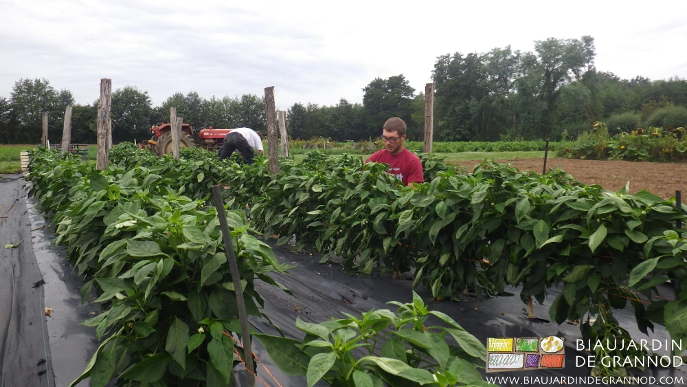 photo des Biaux jardiniers à la récolte du poivron palissé en plein champ