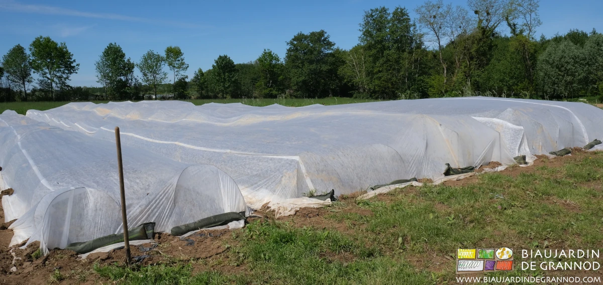 photo du carré de poivron protégé du froid par un voile thermique