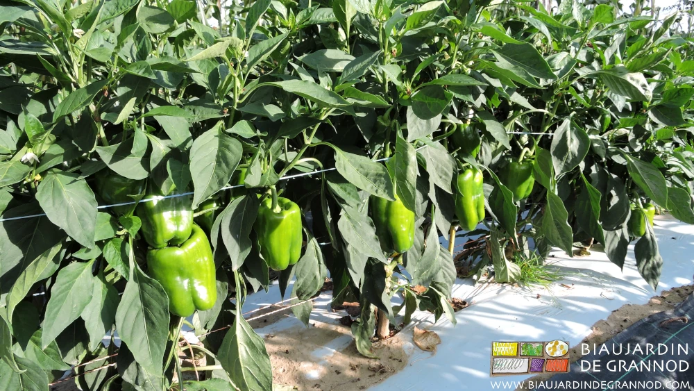 photo d'une planche de poivron de plein champ sur film blanc