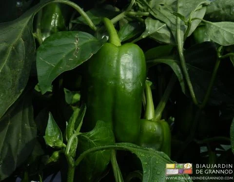 photo de poivron vert sur pied ramé en plein champ