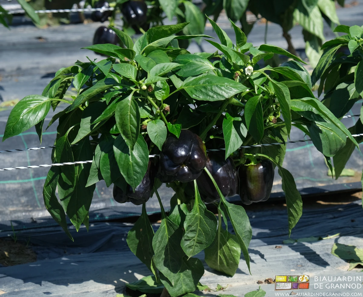 photo de poivron en plein champ soutenu par des fil produisant des fruits noirs