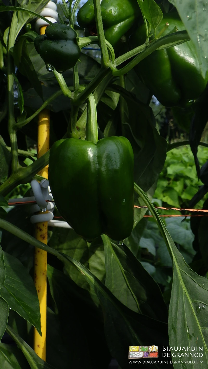 photo de poivron vert soutenu par les fils de tuteurage