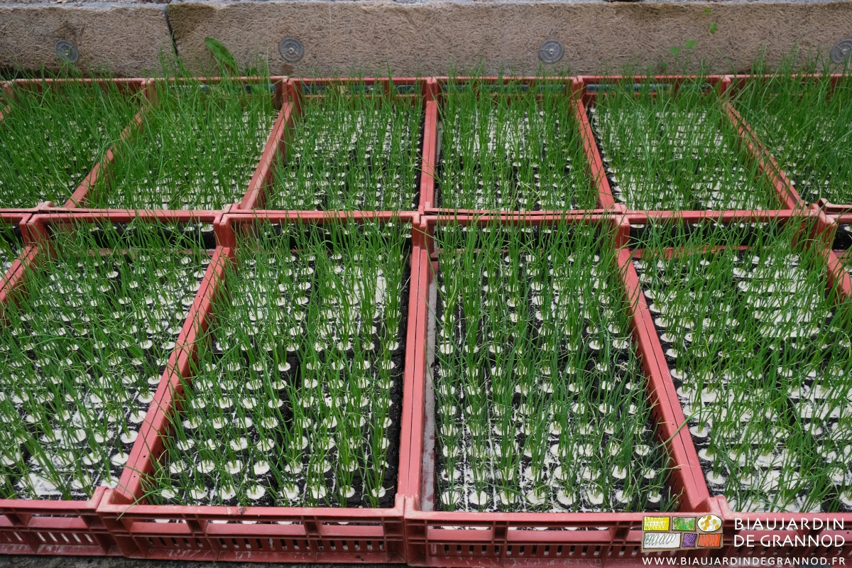 photo proche des caisses de mottes pressées semées en oignon