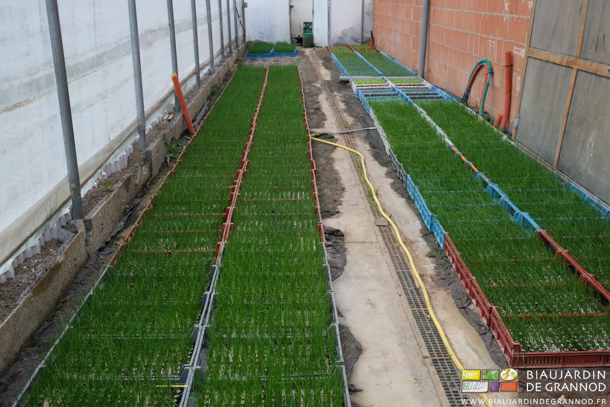 photo d'ensemble de la serre à plant presque remplie de caisses des diverses variétés d'oignon
