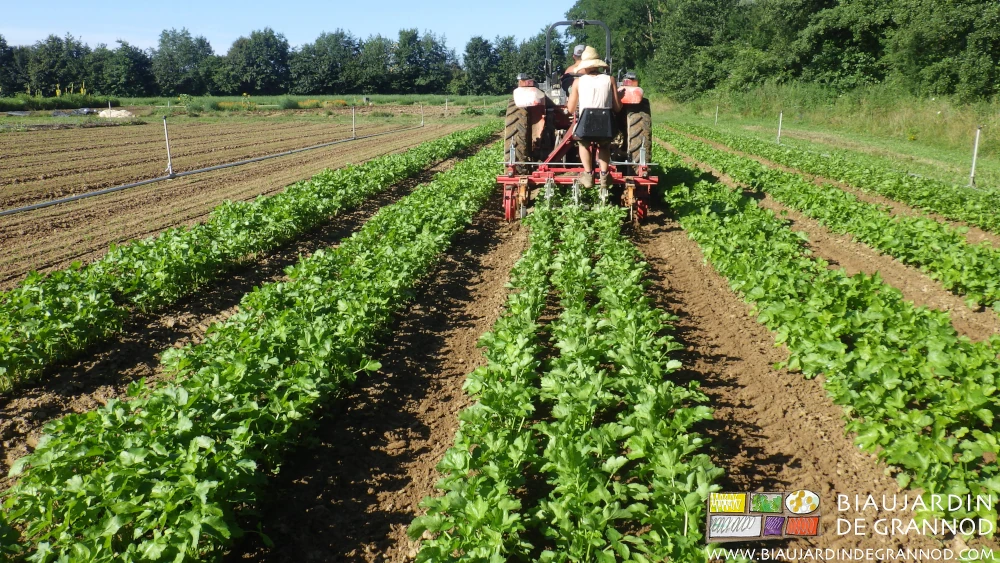 photo d'un dernier binage de précision avec la Duo les feuilles de panais déja bien développées