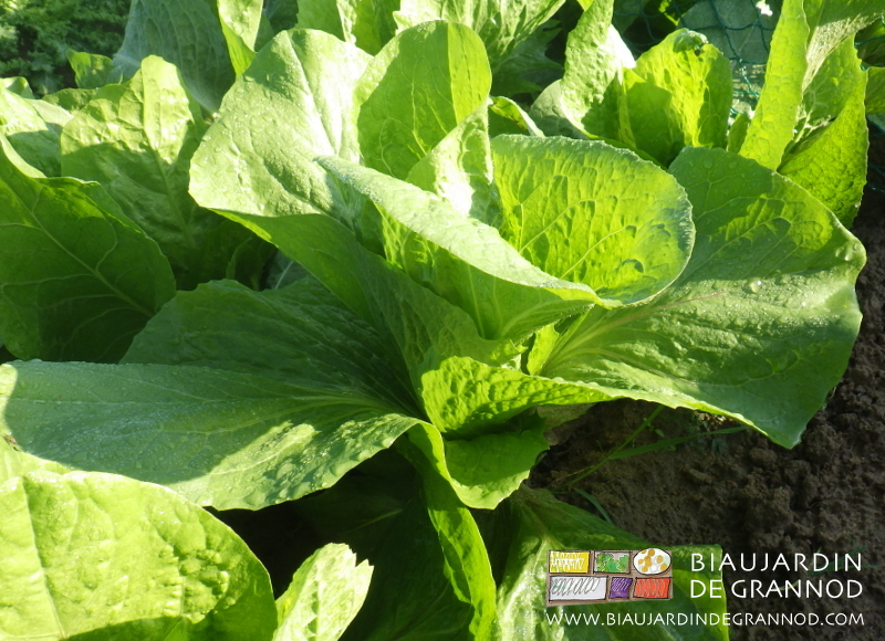 vue proche d'une pain de sucre en début de pommaison