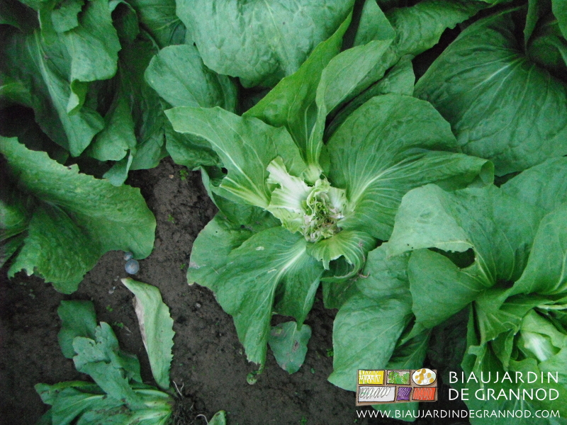 photo d'automne d'une chicorée parfaitement rongée par du chevreuil