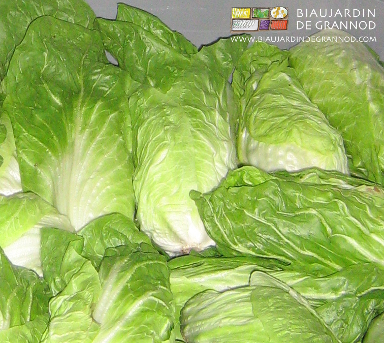 photo de pain de sucre en cours de blanchiment