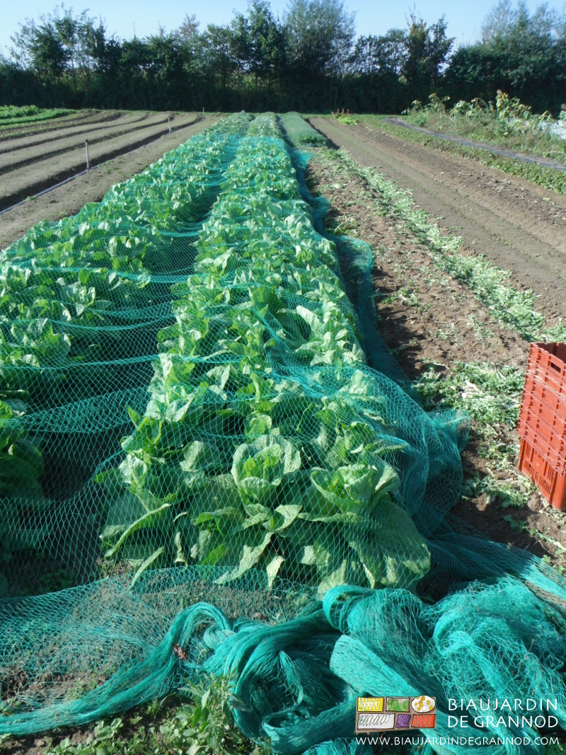 photo de filet déplacé pour récolte en cours