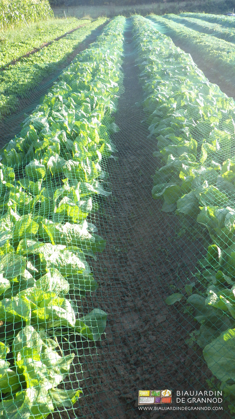 photo de planches de pain de sucre protégées par filets à mailles