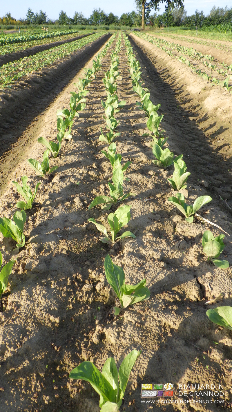 photo de la terre de surface qui commence à être un peu tassée avec levée d'adventices