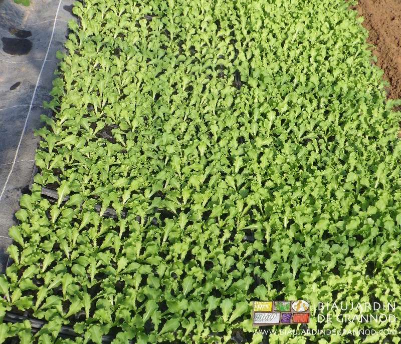 photo des plaques de plants de pain de sucre en végétation dans notre serre solaire