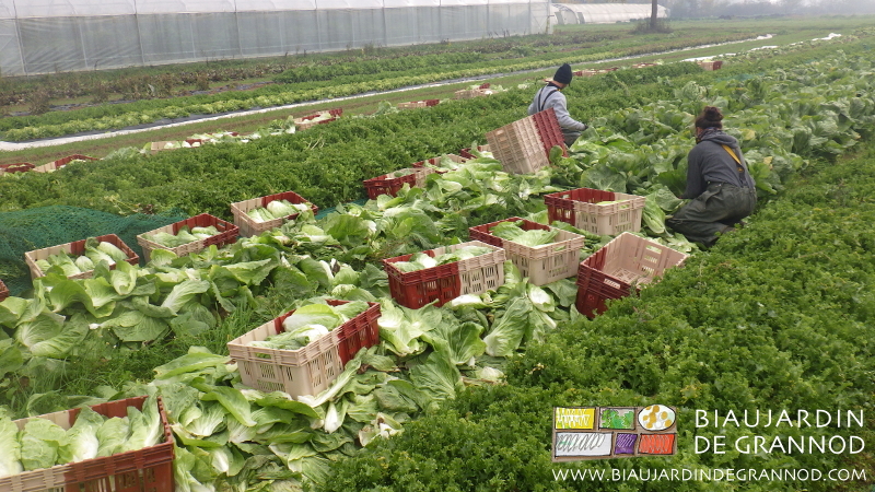 photo de Biaux Jardiniers équipés étanche pour la récoltre hivernale à genoux de pain de sucre