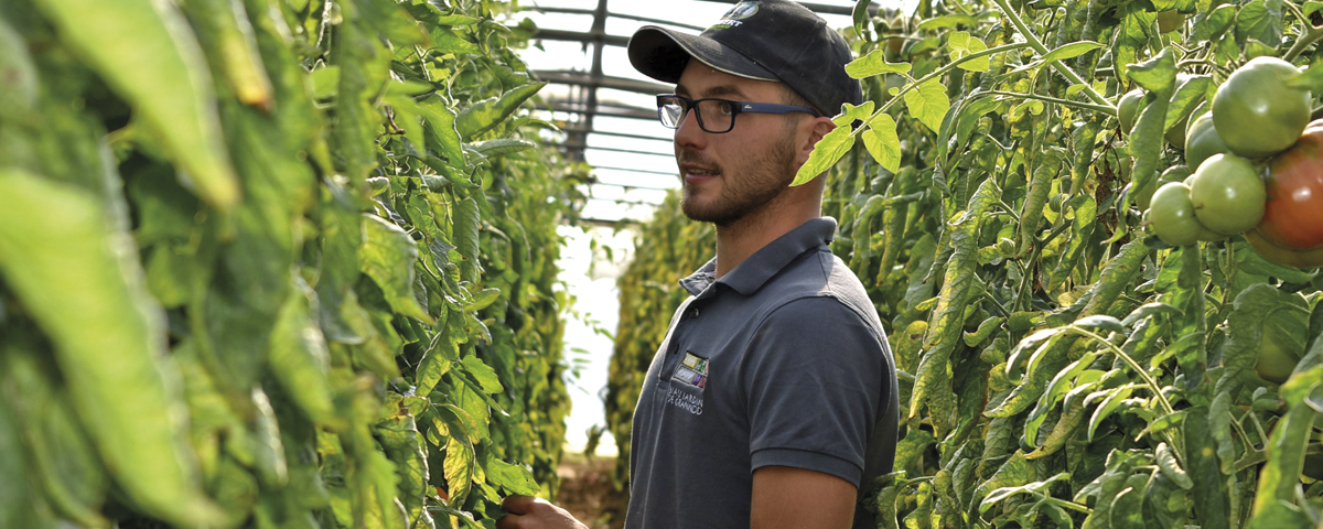 Photo de Matthieu, Biau Jardinier, dans ses rangs de tomates