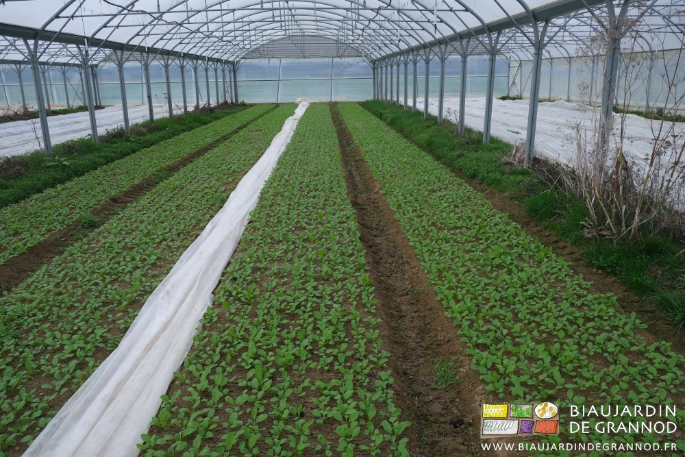 photo sous quadri-tunnel le voile ramassé dans l'allée du milieu en attente d'éventuel besoin