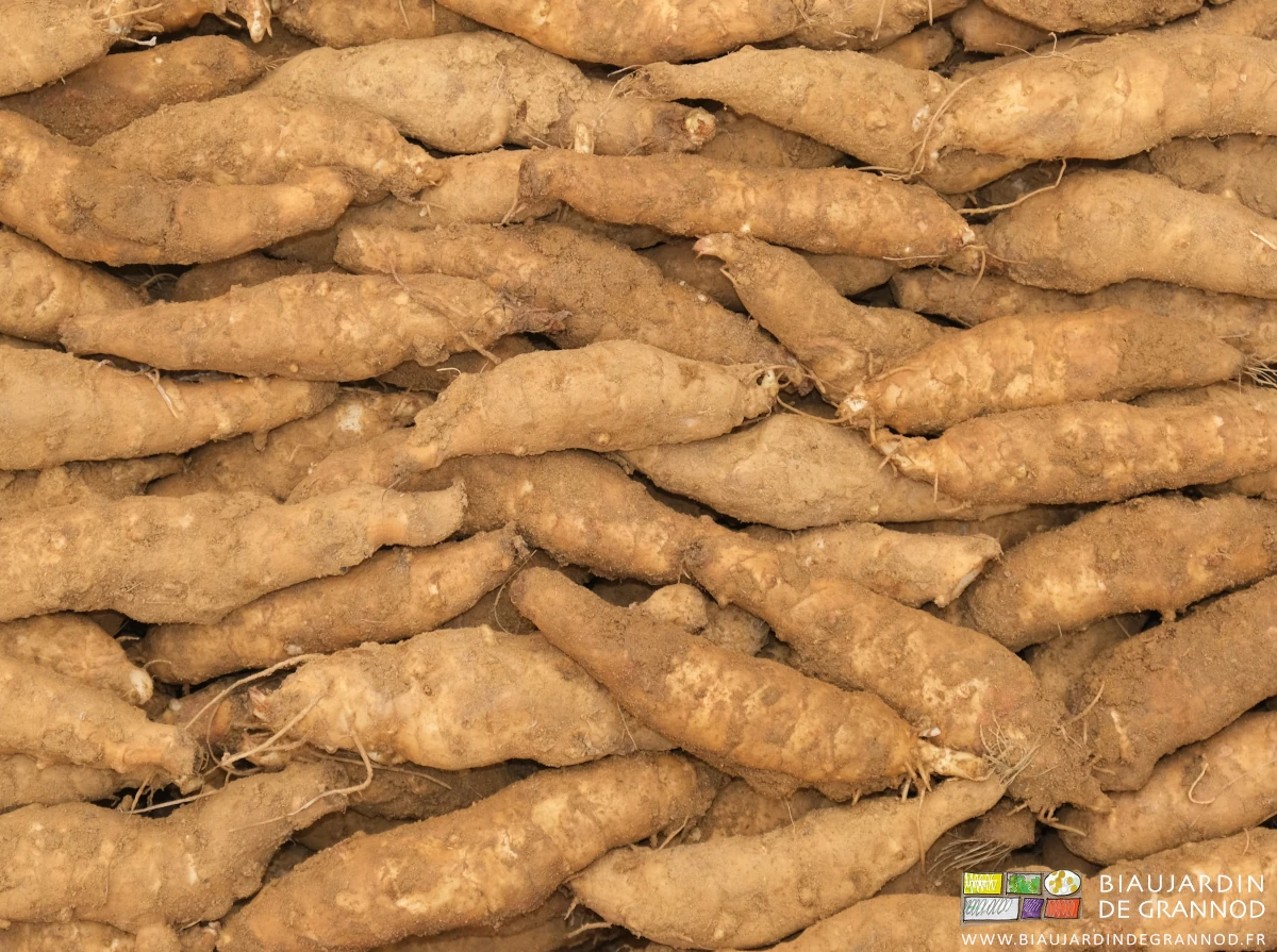 photo de topinambour de forme régulière rangés en caisse bois