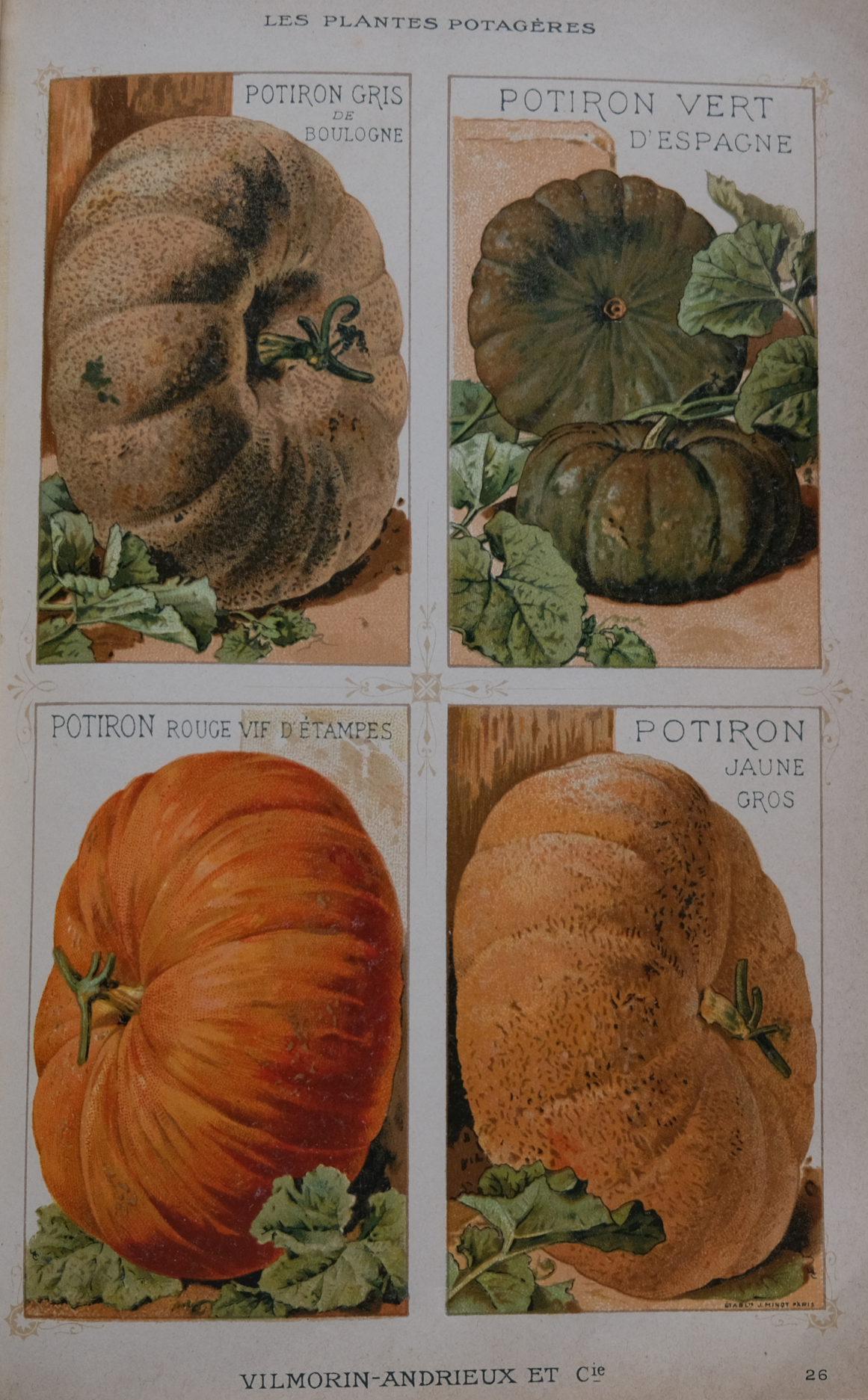 planche couleur de dessins de courges maxima du guide Vilmorin 1925