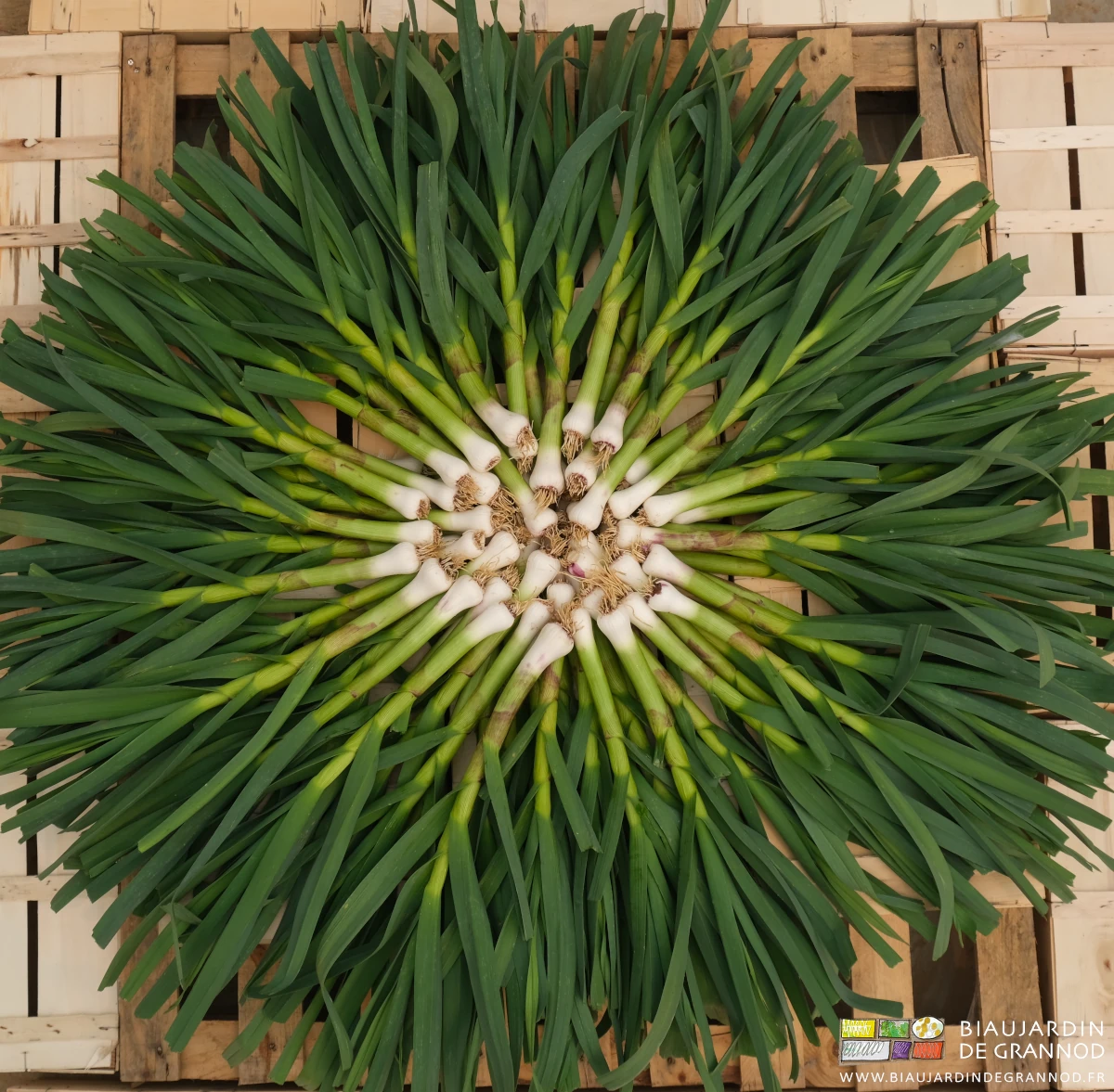 photo d'ail en vert dispoé en soleil sur cagettes bois