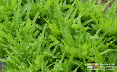 photo de tête de cressonnette aux feuilles profondément dentelées