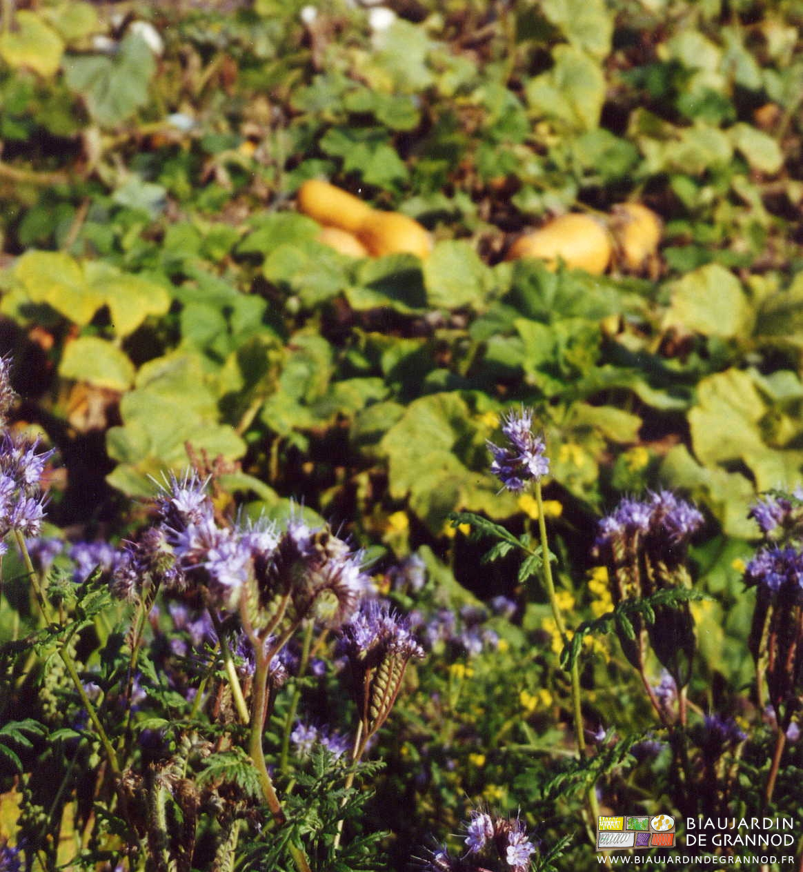 photo des fleurs violettes de phacélie en bordure d'un carré de courge
