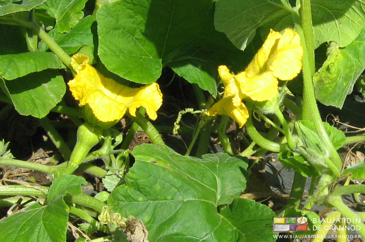 photo des deux sexes de fleur de courge
