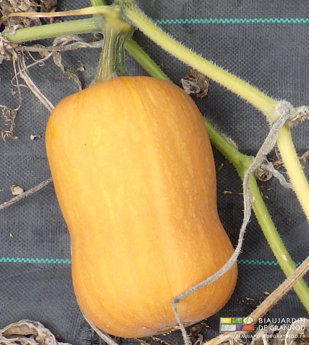 photo de courge honeynut et sa peau cuivrée
