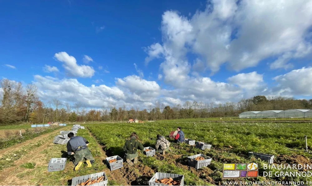 photo sous ciel bleu de 4 Biaux Jardiniers à genoux récoltant les carottes en caisses à la main