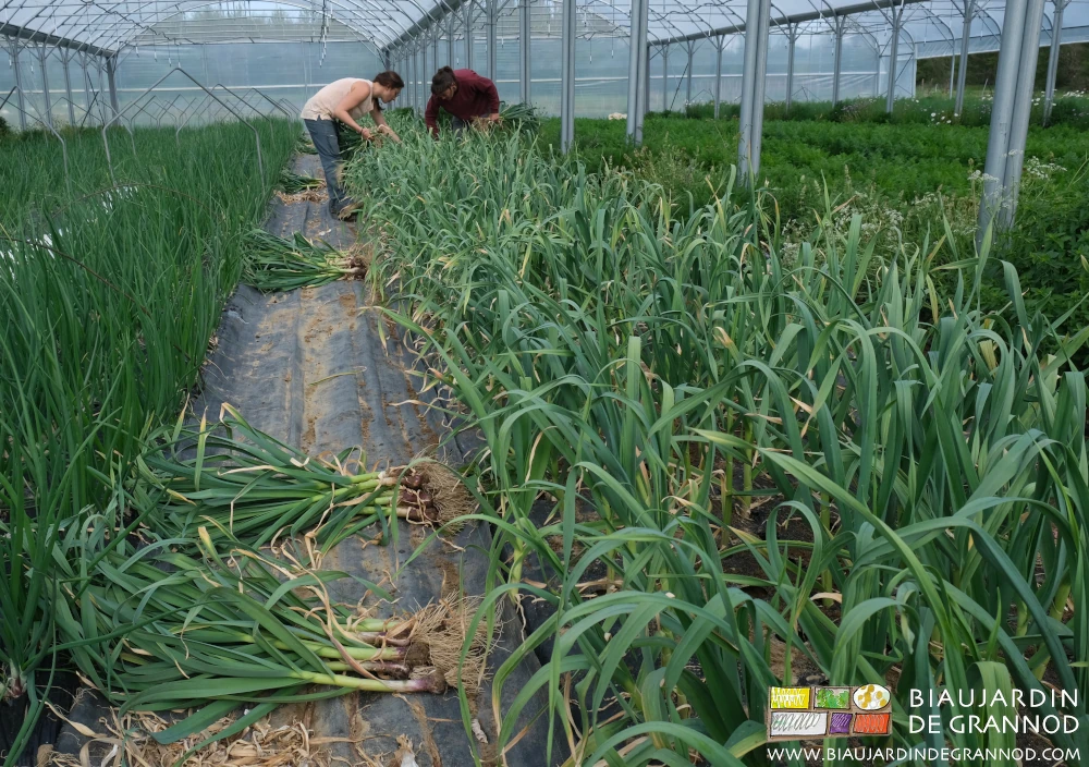 Photo sous tunnel du début de récolte d’une planche d’ail cultivé sur paillage noir