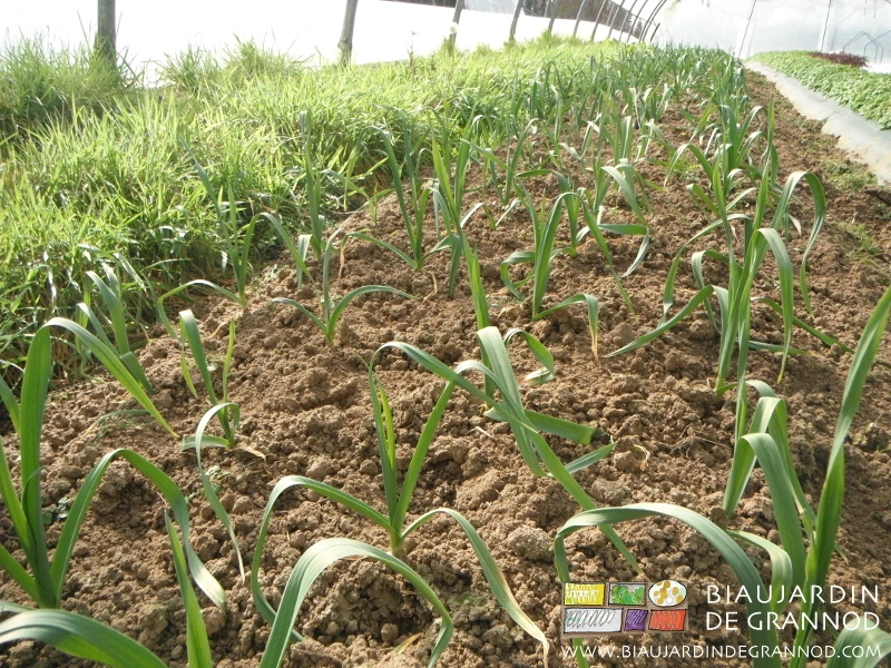 Photo d’une planche d’ail binée manuellement sous tunnel