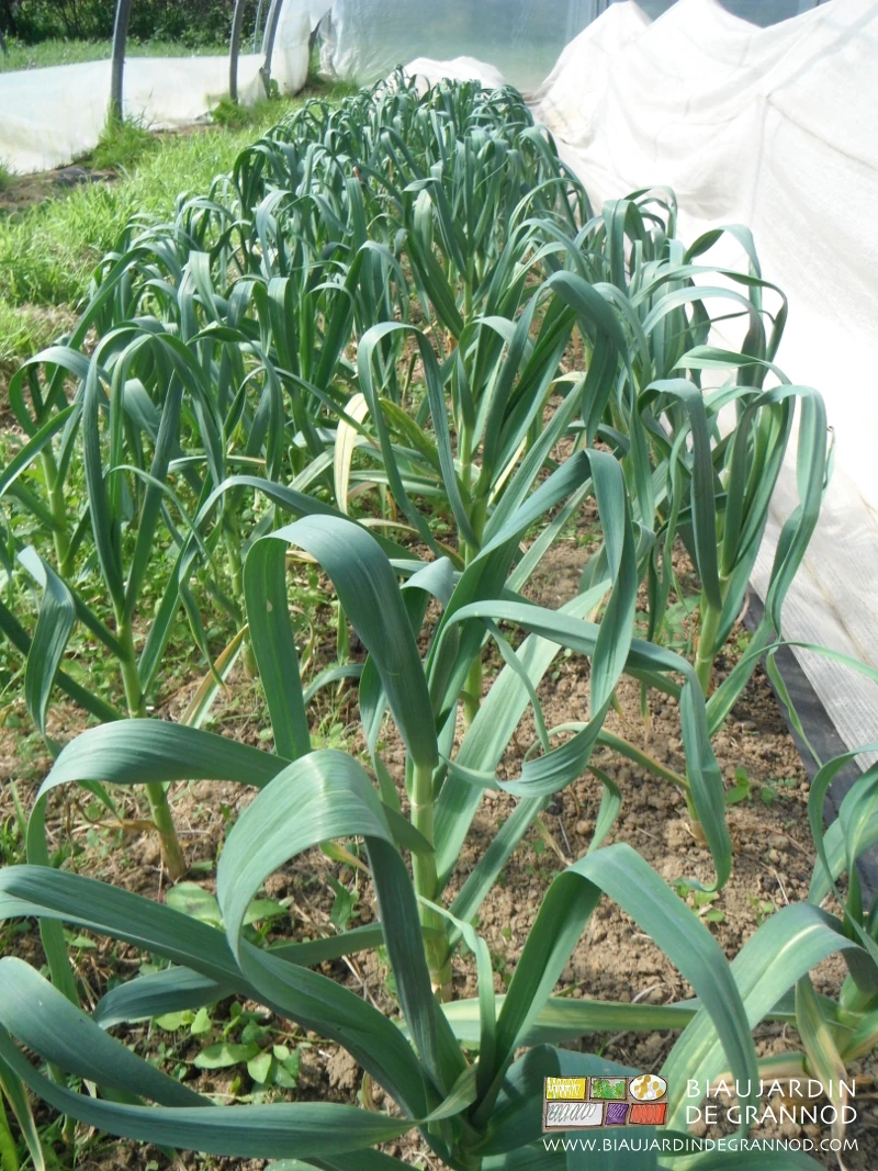 photo proche d'ail en vert biné manuellement prêt à être récolté